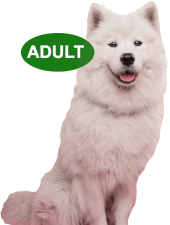 treats for adult dogs