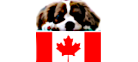Vegan and natural puppy adult and senior dog treats