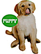 puppy treats