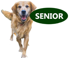 treats for senior dogs